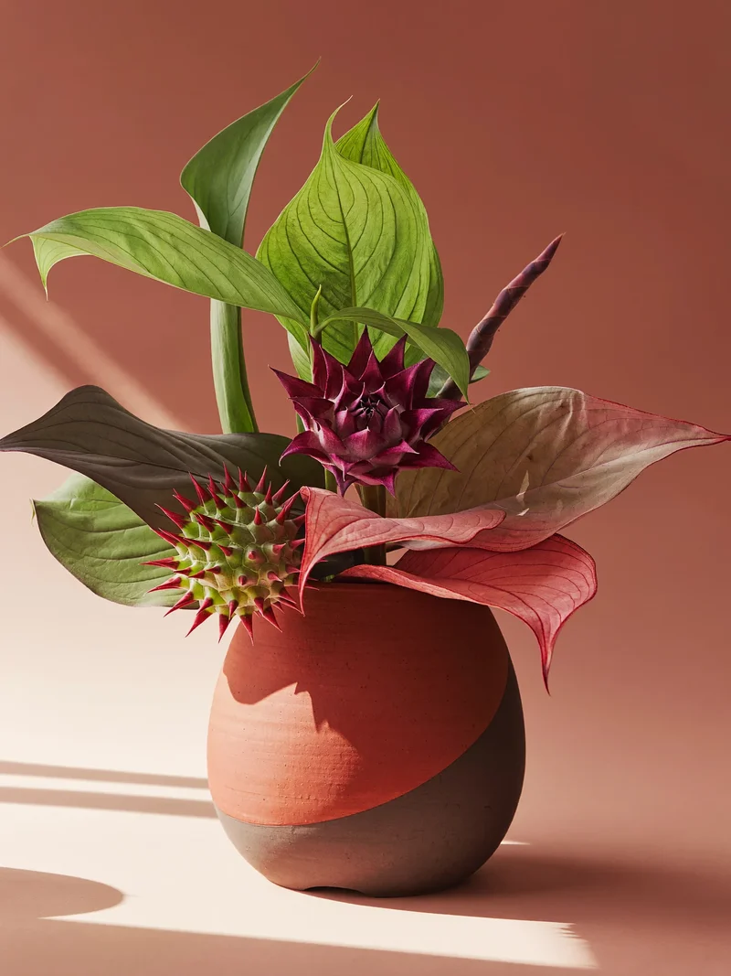 Illustration af et skulpturelt plantearrangement i original keramikpotte